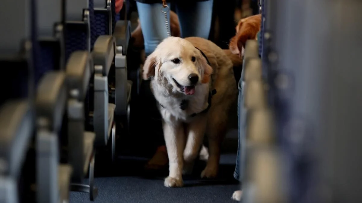 perro, perros, mascotas, avión, vuelos de avión
